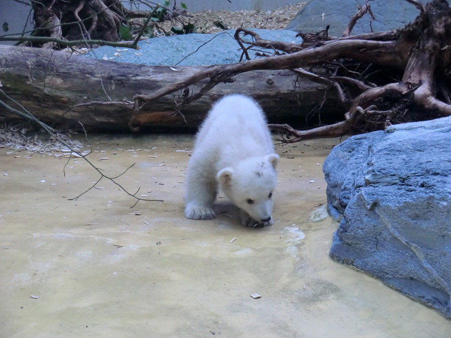 Eisbärbaby ANORI am 29. März 2012 im Zoologischen Garten Wuppertal