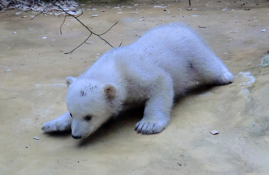 Eisbärbaby ANORI am 29. März 2012 im Zoo Wuppertal