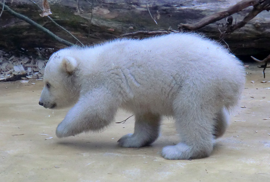 Eisbärbaby ANORI am 29. März 2012 im Zoologischen Garten Wuppertal