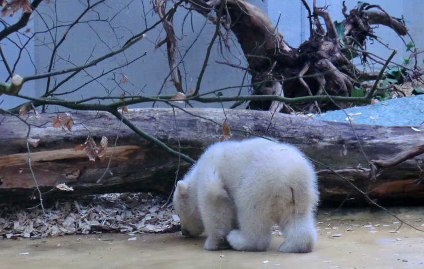 Eisbärbaby ANORI am 29. März 2012 im Wuppertaler Zoo