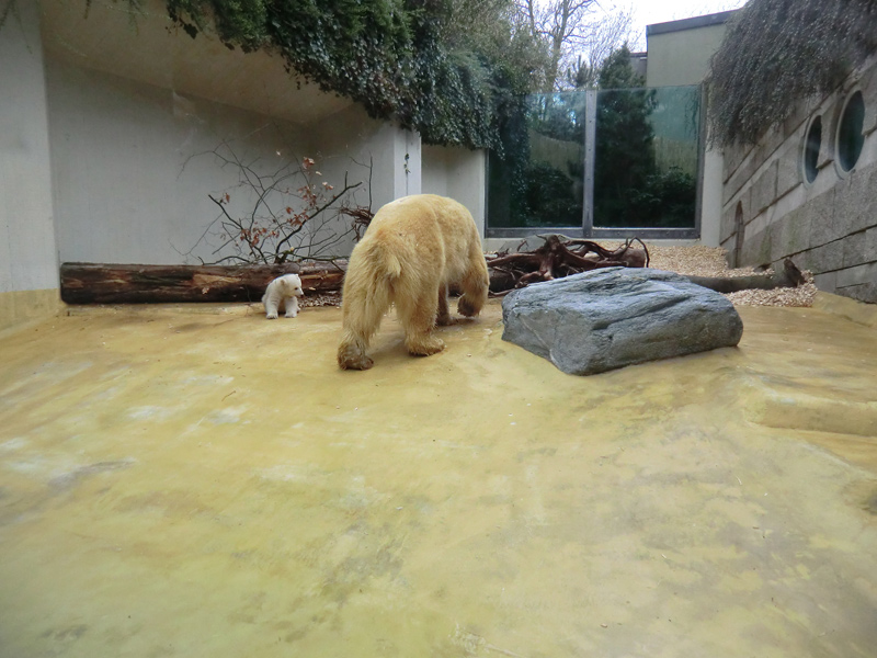 Eisbärin VILMA mit Eisbärbaby ANORI am 29. März 2012 im Zoo Wuppertal