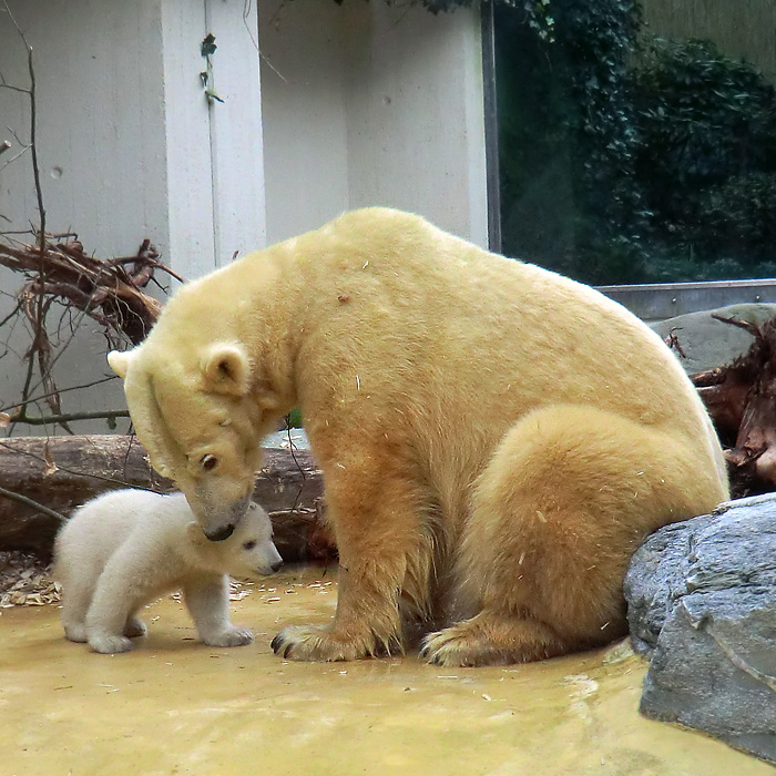 Eisbärin VILMA mit Eisbärbaby ANORI am 29. März 2012 im Wuppertaler Zoo