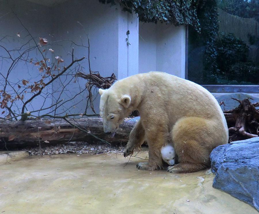 Eisbärin VILMA mit Eisbärbaby ANORI am 29. März 2012 im Wuppertaler Zoo