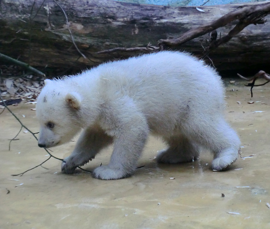 Eisbärbaby ANORI am 29. März 2012 im Zoo Wuppertal