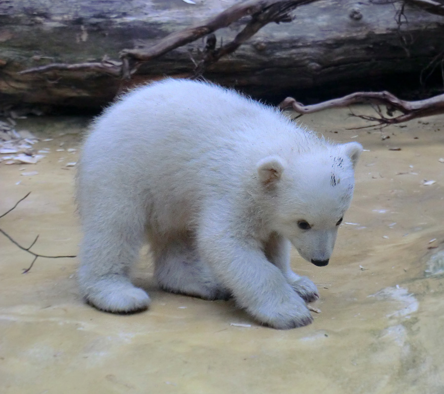 Eisbärbaby ANORI am 29. März 2012 im Wuppertaler Zoo