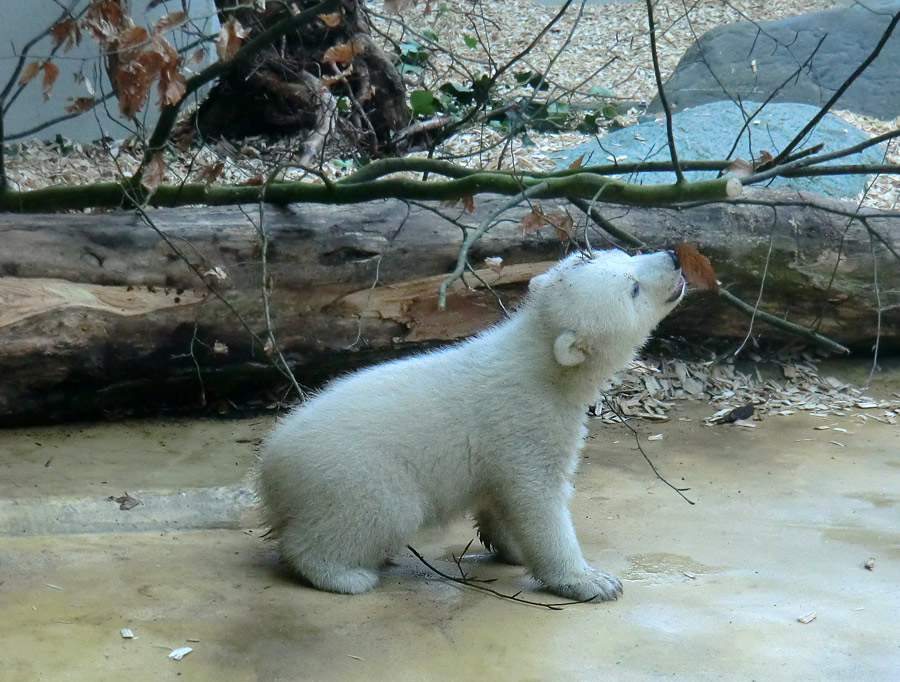 Eisbärbaby ANORI am 29. März 2012 im Zoologischen Garten Wuppertal