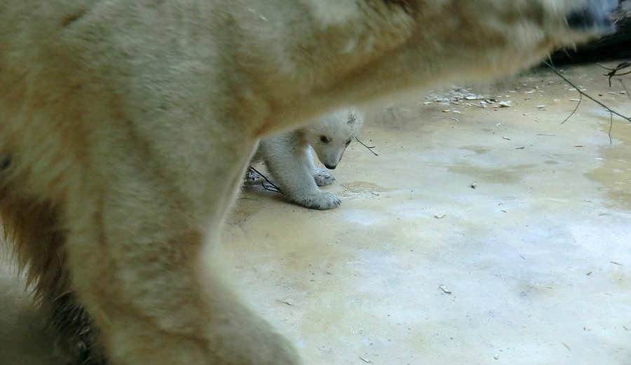 Eisbärin VILMA mit Eisbärbaby ANORI am 29. März 2012 im Wuppertaler Zoo