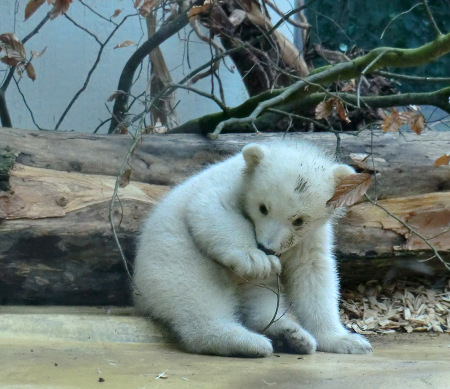 Eisbärbaby ANORI am 29. März 2012 im Zoo Wuppertal