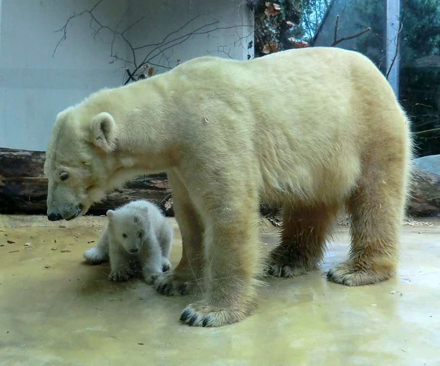 Eisbärin VILMA mit Eisbärbaby ANORI am 29. März 2012 im Zoologischen Garten Wuppertal