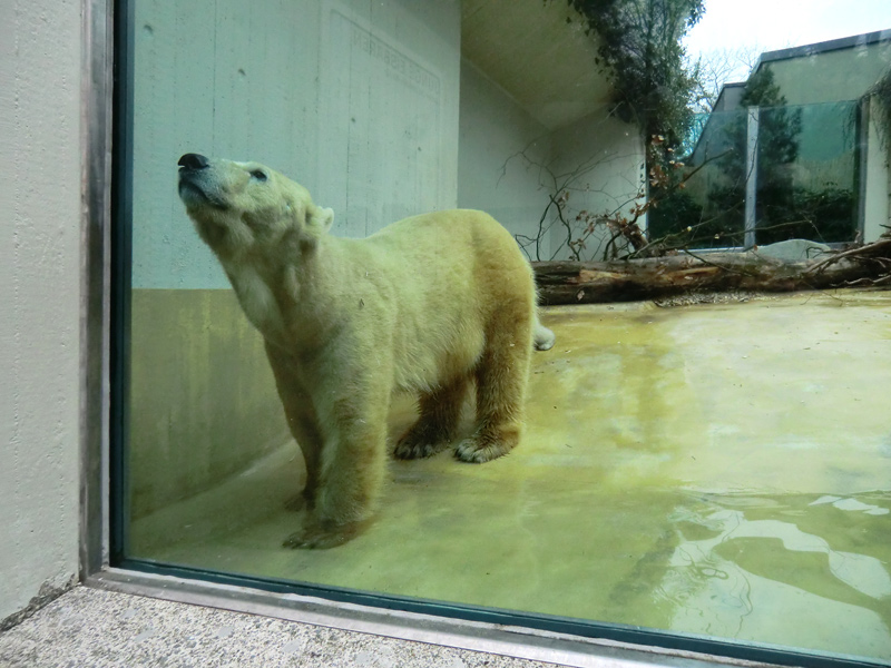 Eisbärin VILMA am 29. März 2012 im Wuppertaler Zoo