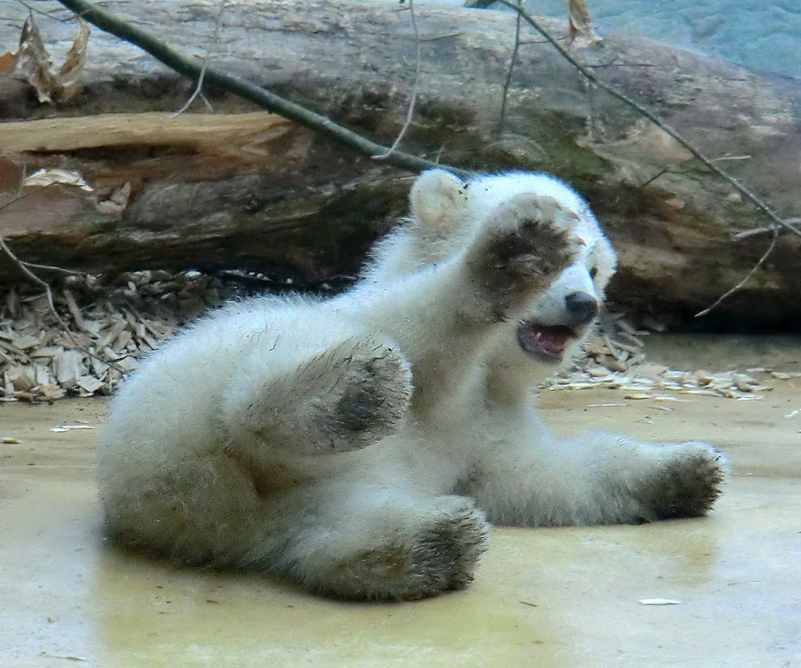 Eisbärbaby ANORI am 29. März 2012 im Zoo Wuppertal