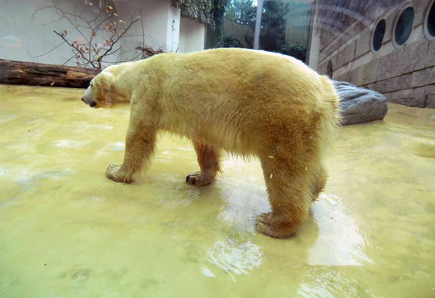 Eisbärin VILMA am 29. März 2012 im Zoo Wuppertal