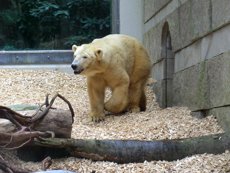 Eisbärin VILMA am 29. März 2012 im Zoologischen Garten Wuppertal