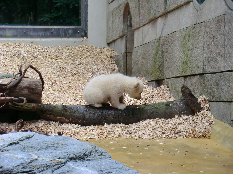 Eisbärbaby ANORI am 29. März 2012 im Zoo Wuppertal