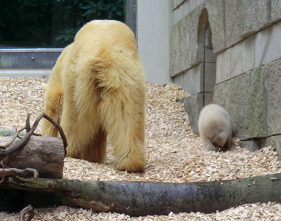 Eisbärin VILMA mit Eisbärbaby ANORI am 29. März 2012 im Zoologischen Garten Wuppertal