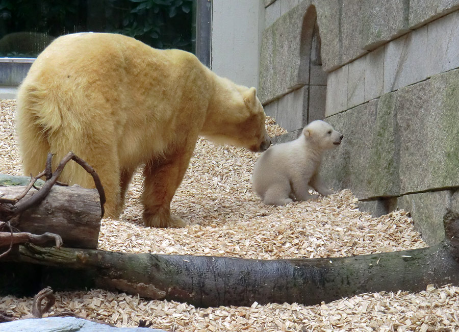 Eisbärin VILMA mit Eisbärbaby ANORI am 29. März 2012 im Wuppertaler Zoo