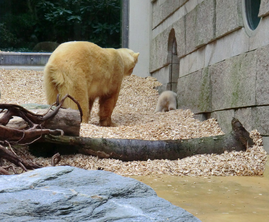 Eisbärin VILMA mit Eisbärbaby ANORI am 29. März 2012 im Zoo Wuppertal