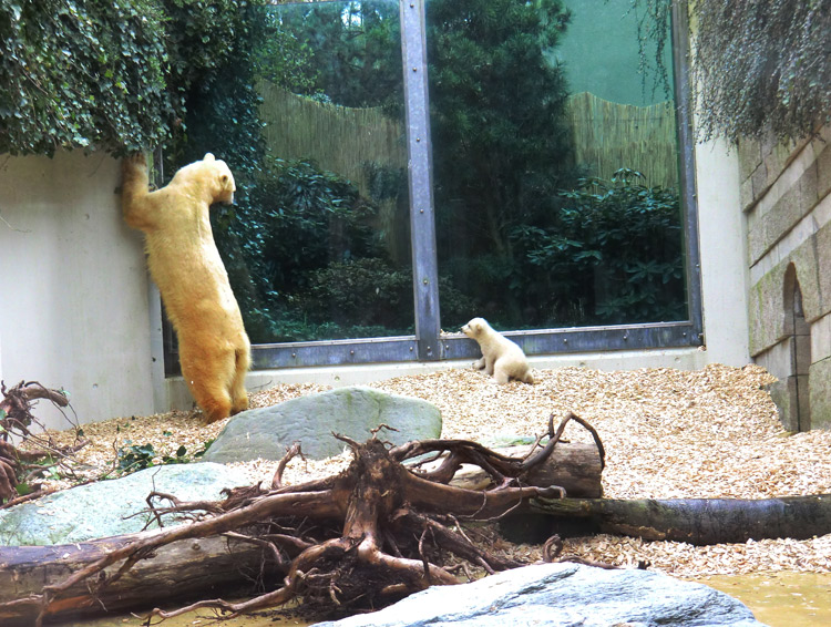 Eisbärin VILMA mit Eisbärbaby ANORI am 29. März 2012 im Zoologischen Garten Wuppertal