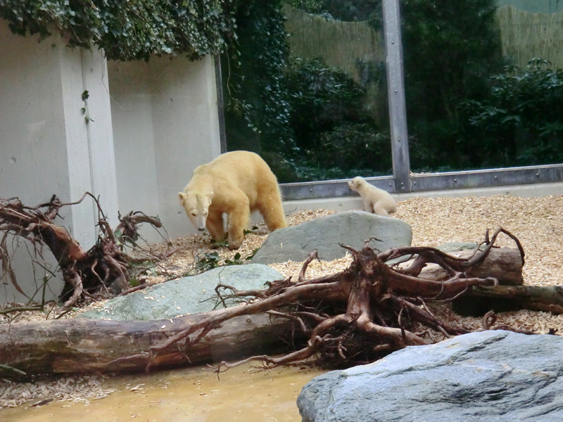 Eisbärin VILMA mit Eisbärbaby ANORI am 29. März 2012 im Wuppertaler Zoo