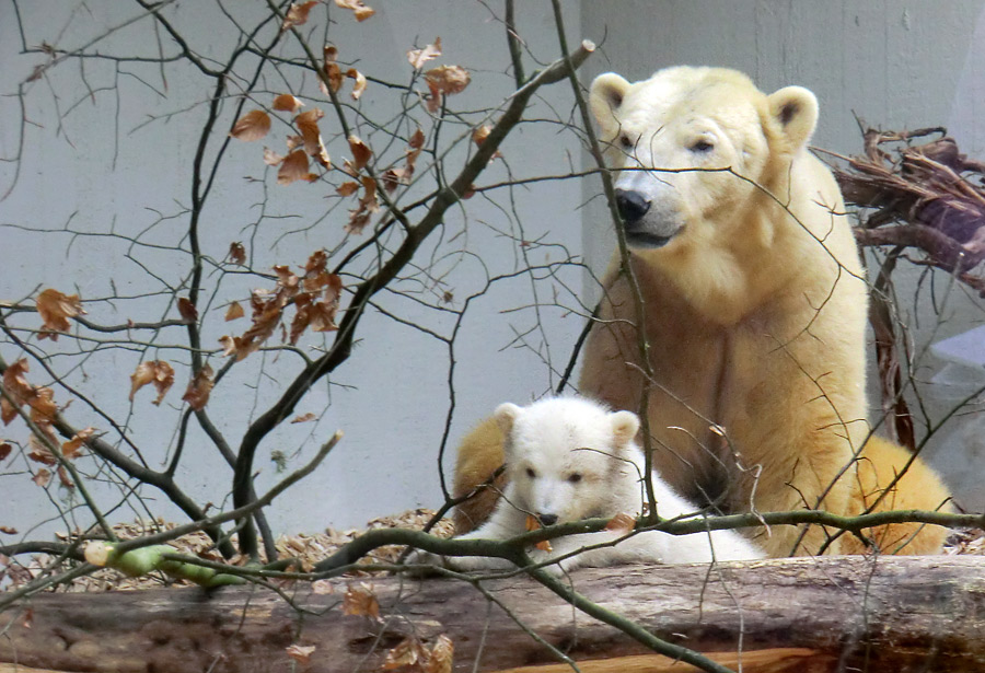 Eisbärin VILMA mit Eisbärbaby ANORI am 29. März 2012 im Zoo Wuppertal