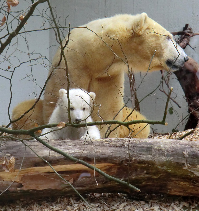 Eisbärin VILMA mit Eisbärbaby ANORI am 29. März 2012 im Zoologischen Garten Wuppertal