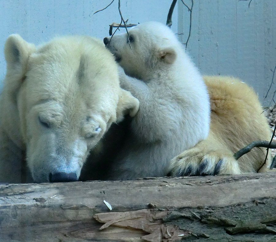 Eisbärin VILMA mit Eisbärbaby ANORI am 29. März 2012 im Zoo Wuppertal