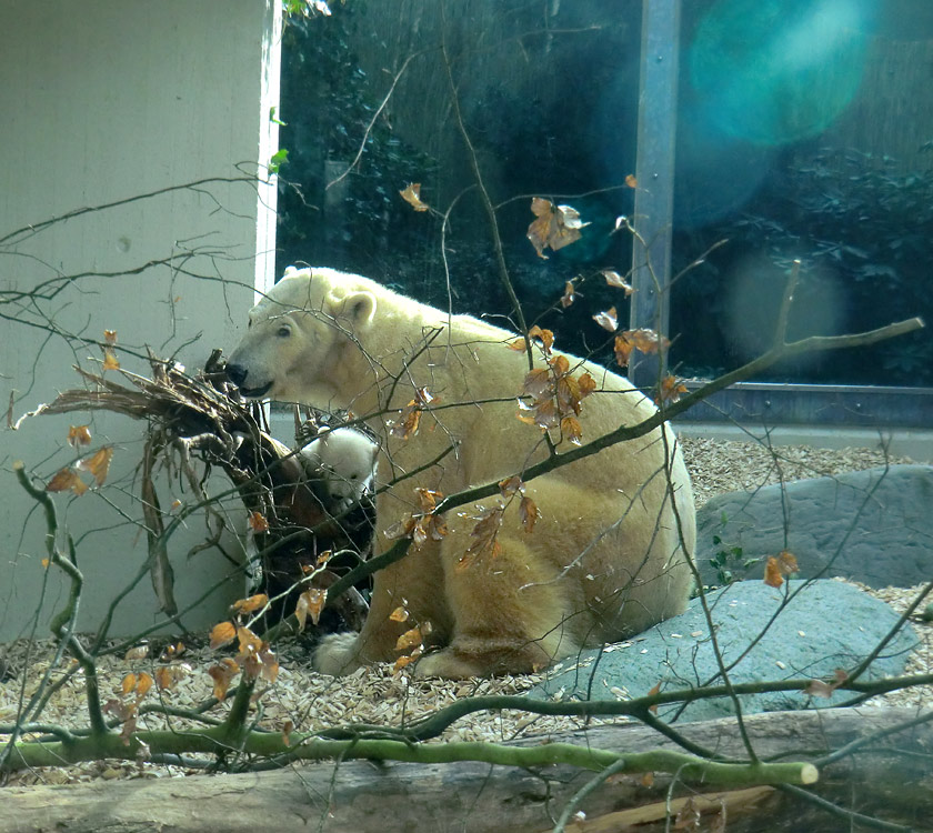 Eisbärin VILMA mit Eisbärbaby ANORI am 29. März 2012 im Zoologischen Garten Wuppertal