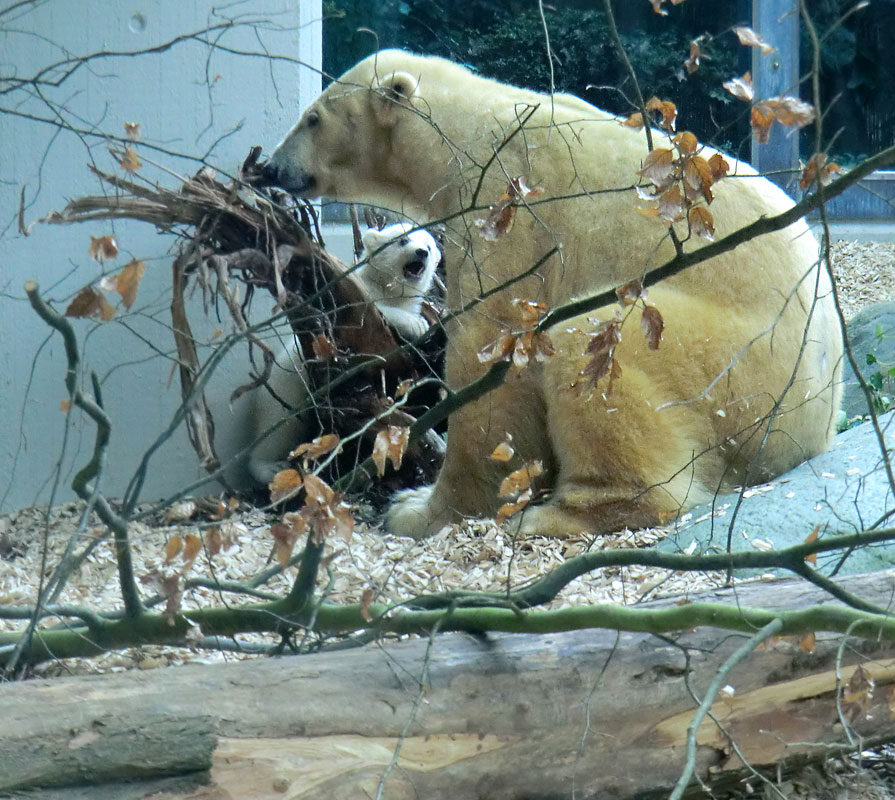 Eisbärin VILMA mit Eisbärbaby ANORI am 29. März 2012 im Wuppertaler Zoo