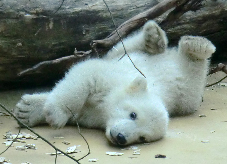 Eisbärbaby ANORI am 29. März 2012 im Zoo Wuppertal