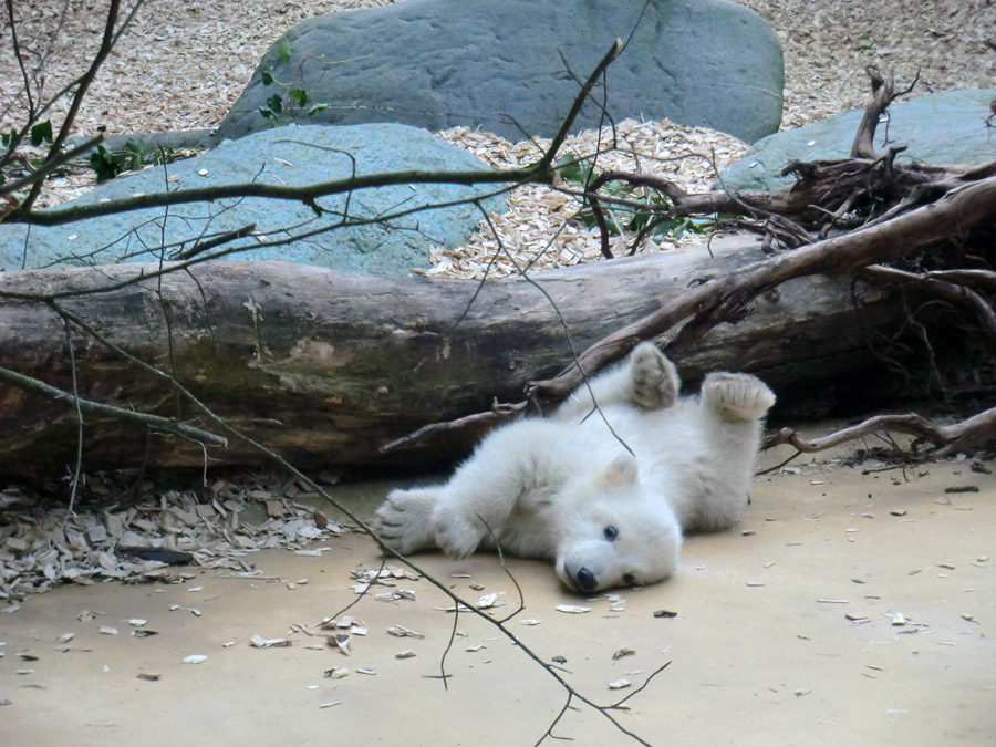 Eisbärbaby ANORI am 29. März 2012 im Wuppertaler Zoo