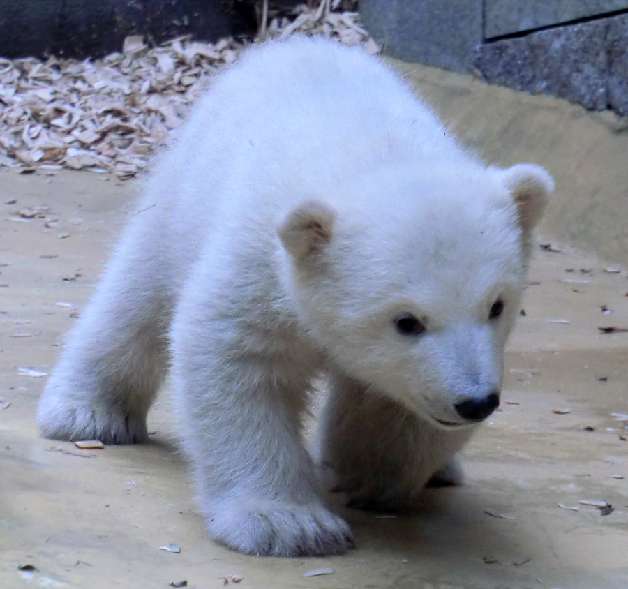 Eisbärbaby ANORI am 29. März 2012 im Zoologischen Garten Wuppertal