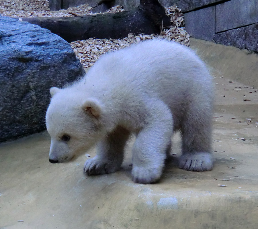 Eisbärbaby ANORI am 29. März 2012 im Wuppertaler Zoo