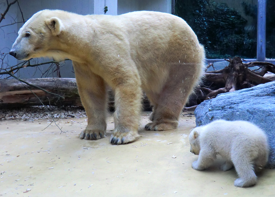 Eisbärin VILMA mit Eisbärbaby ANORI am 29. März 2012 im Zoologischen Garten Wuppertal