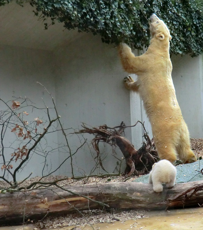 Eisbärin VILMA mit Eisbärbaby ANORI am 29. März 2012 im Zoo Wuppertal