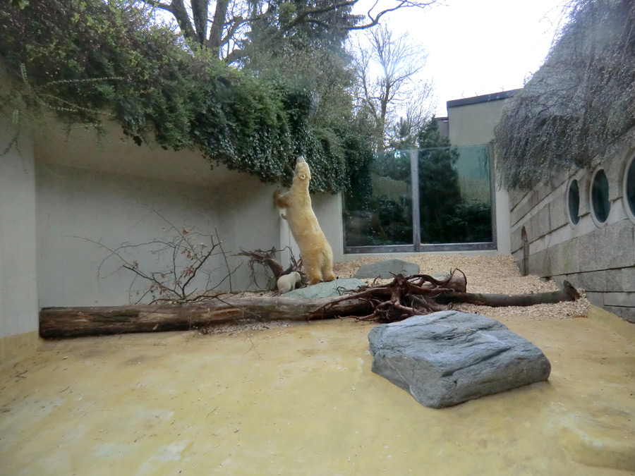 Eisbärin VILMA mit Eisbärbaby ANORI am 29. März 2012 im Zoologischen Garten Wuppertal