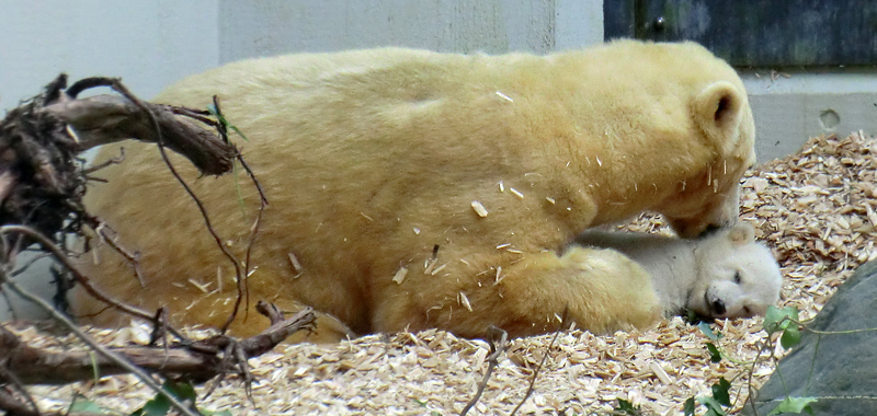 Eisbärin VILMA mit Eisbärbaby ANORI am 29. März 2012 im Zoologischen Garten Wuppertal