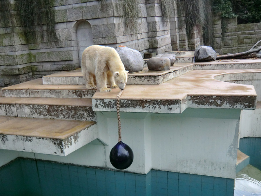 Eisbär LARS am 30. März 2012 im Zoo Wuppertal