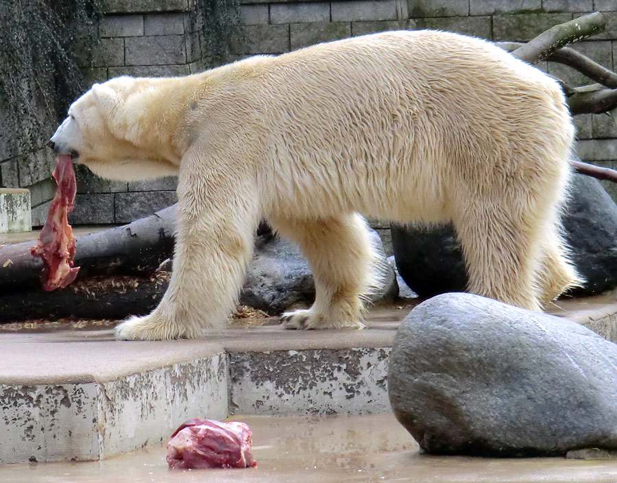 Eisbär LARS am 30. März 2012 im Zoologischen Garten Wuppertal