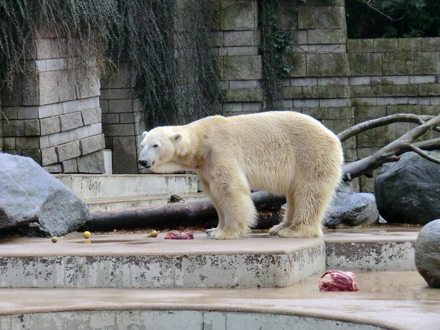 Eisbär LARS am 30. März 2012 im Wuppertaler Zoo