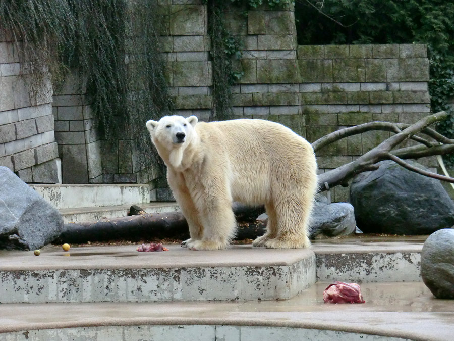 Eisbär LARS am 30. März 2012 im Zoo Wuppertal