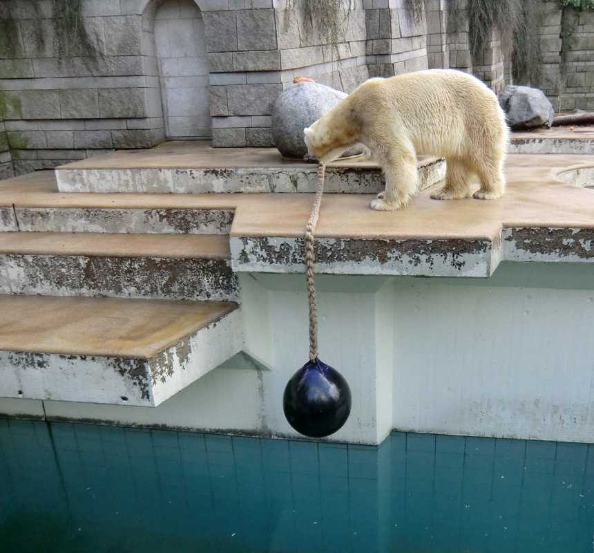 Eisbär LARS am 30. März 2012 im Zoologischen Garten Wuppertal