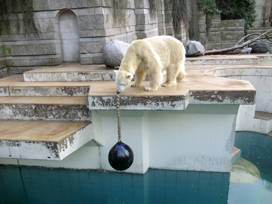 Eisbär LARS am 30. März 2012 im Wuppertaler Zoo