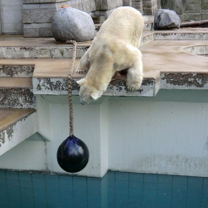 Eisbär LARS am 30. März 2012 im Wuppertaler Zoo