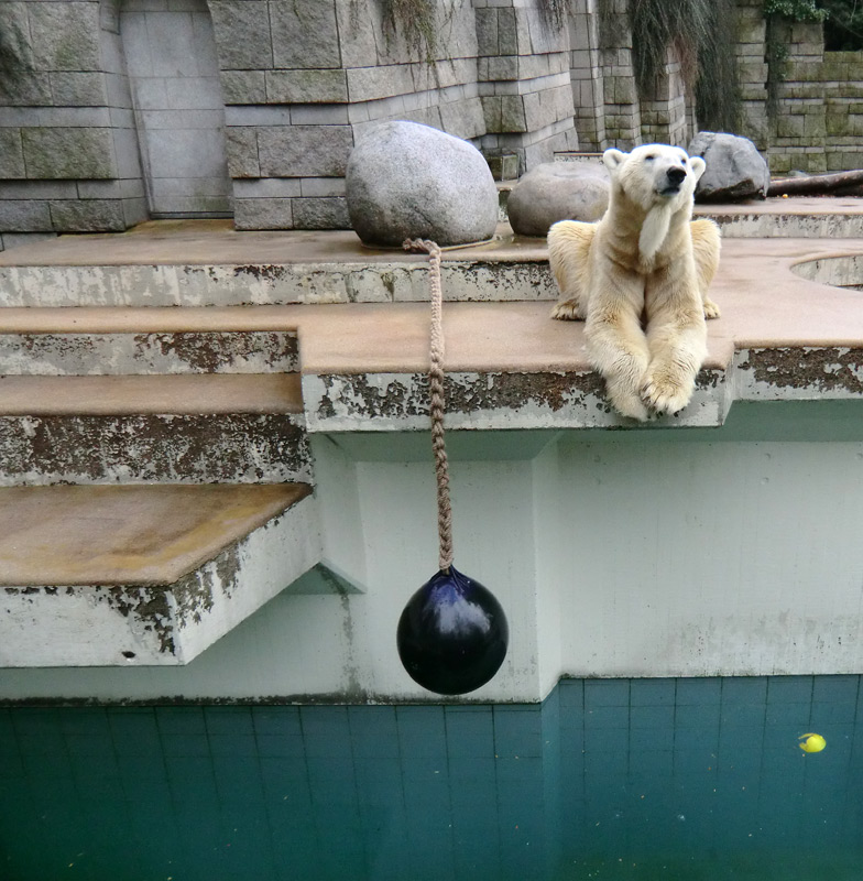 Eisbär LARS am 30. März 2012 im Wuppertaler Zoo