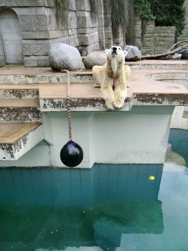 Eisbär LARS am 30. März 2012 im Zoo Wuppertal