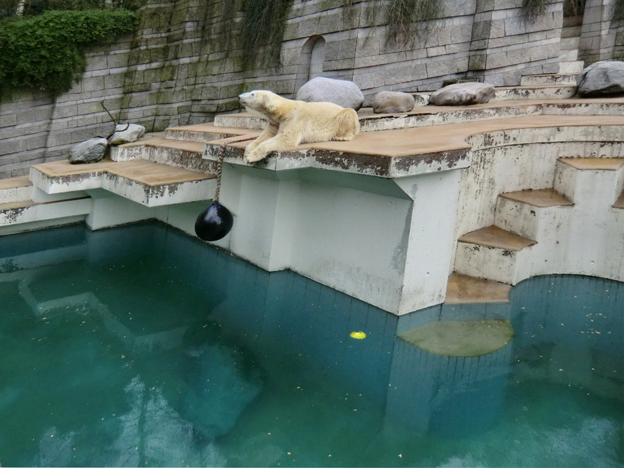 Eisbär LARS am 30. März 2012 im Wuppertaler Zoo