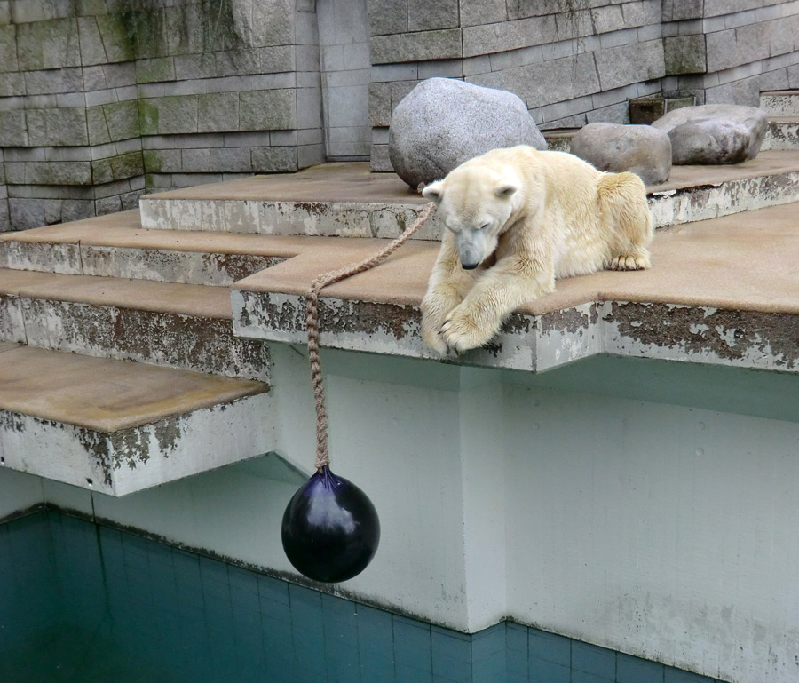 Eisbär LARS am 30. März 2012 im Zoo Wuppertal