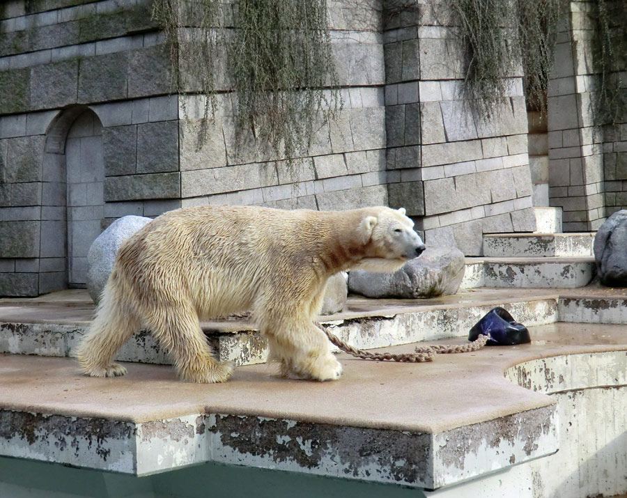 Eisbär LARS am 30. März 2012 im Zoologischen Garten Wuppertal