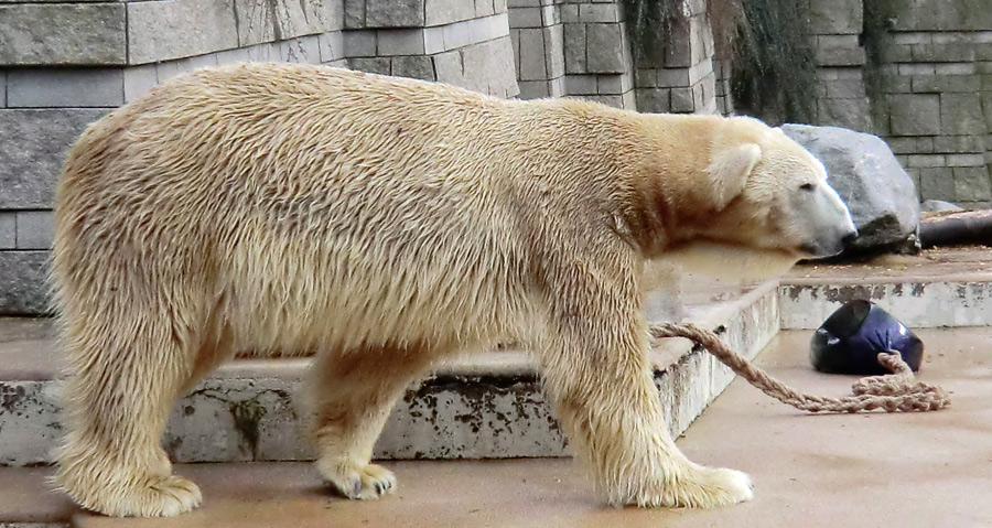 Eisbär LARS am 30. März 2012 im Wuppertaler Zoo
