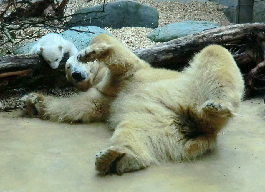 Eisbärin VILMA mit Eisbärbaby ANORI am 30. März 2012 im Zoo Wuppertal